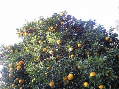 夏みかん（12月）